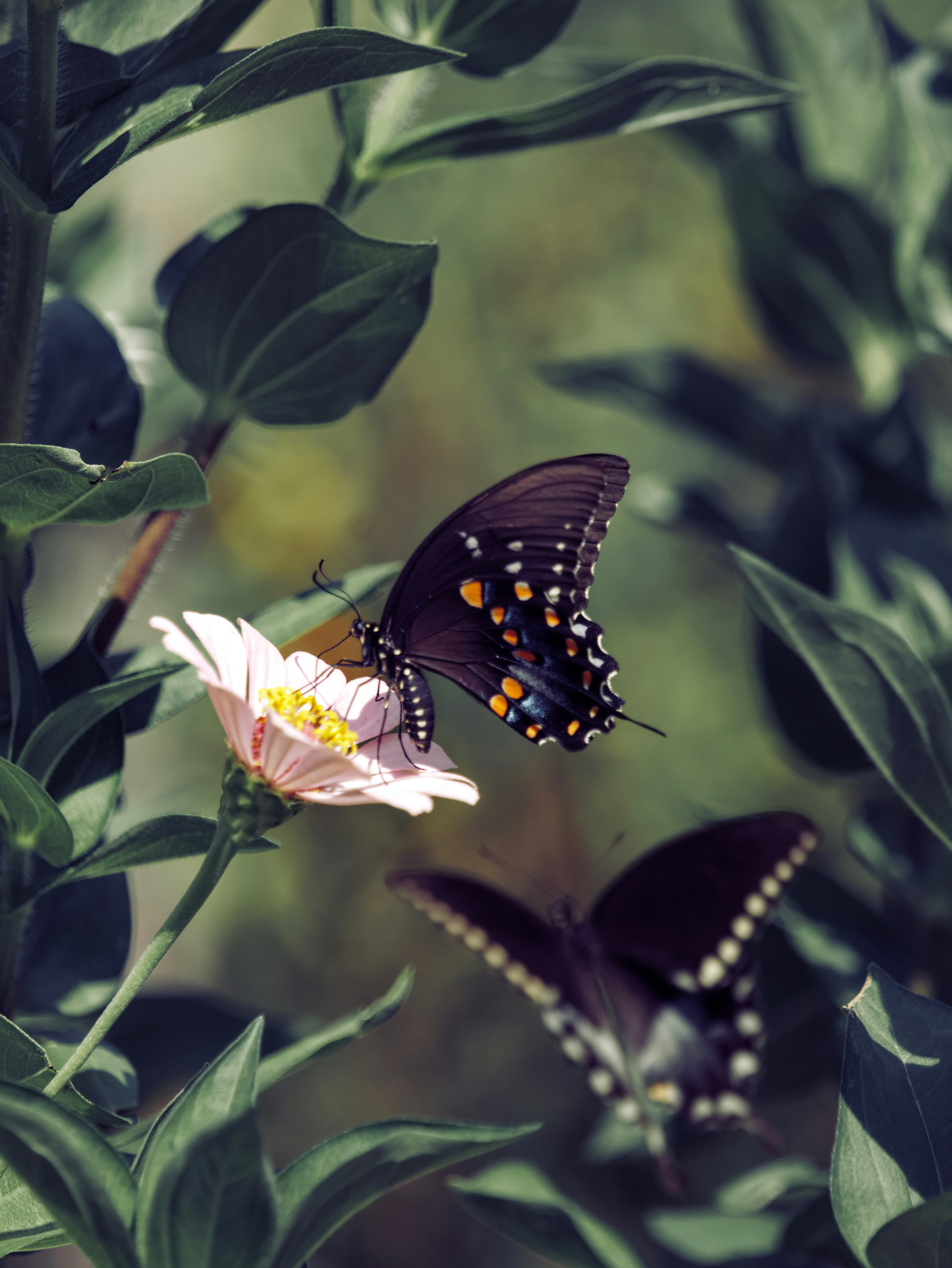 butterfly