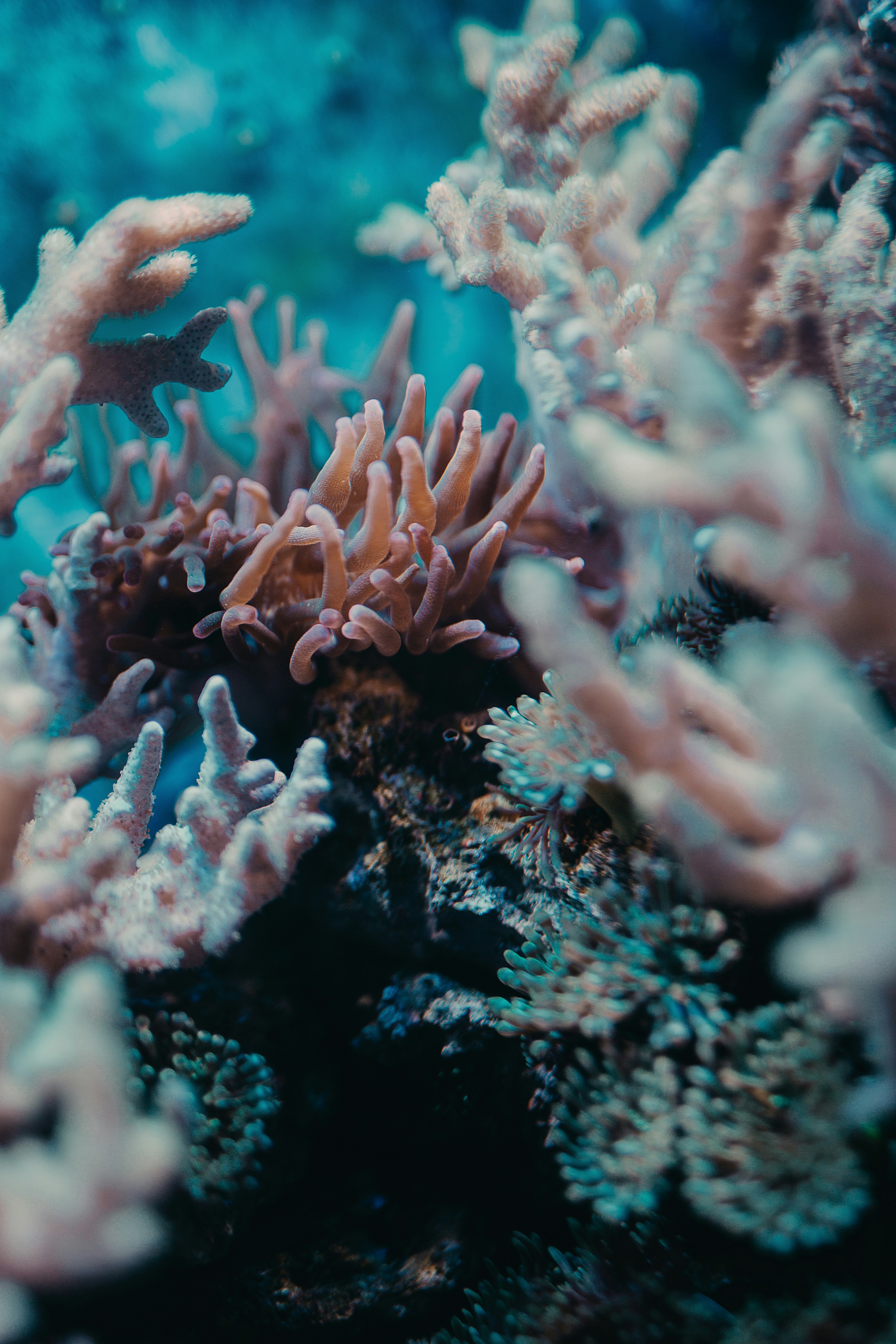 anemone and coral