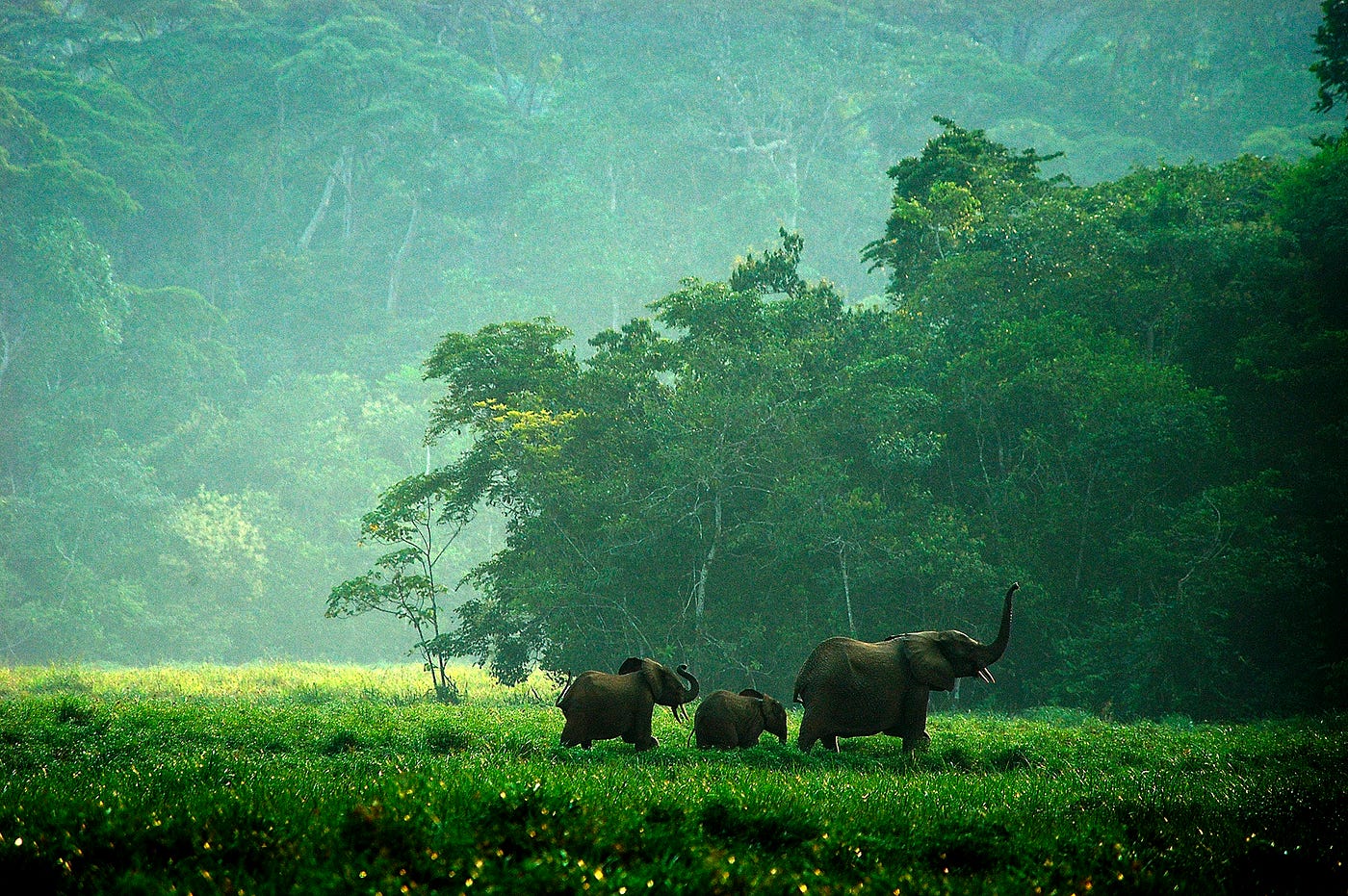 Nature and Wildlife
